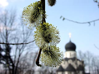 Православные готовятся к Вербному воскресенью